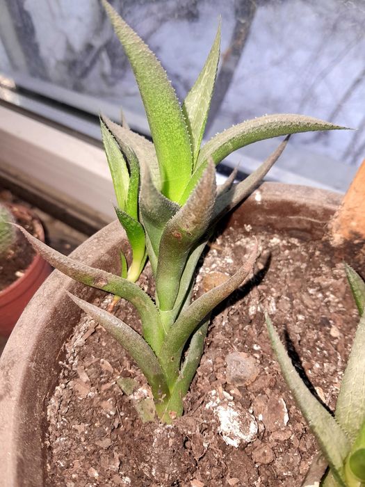 Кактус и сукуленты