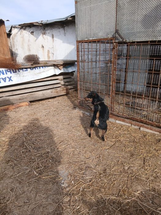 Ягтерьер  пара .