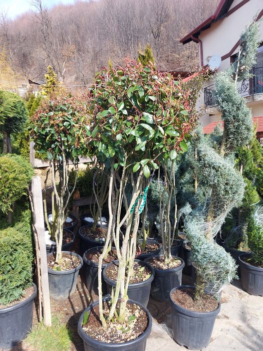 Brazi arginti și verzi  mesteacăn tei