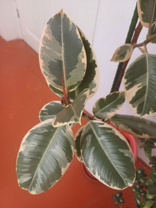 Продам комнатный цветок