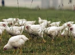 Pui rasa mixta Pui albi de carne