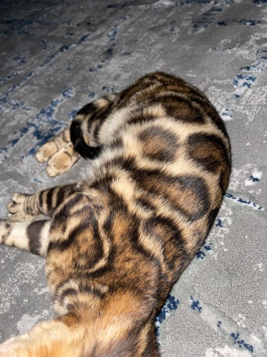 Бенгальская кошка чистокровная