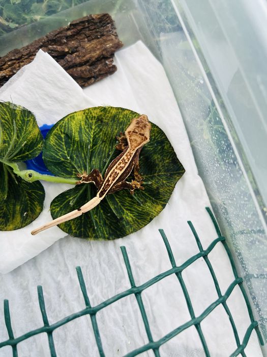 Pui Soparla  Crested Gecko  si Chahoua mainland