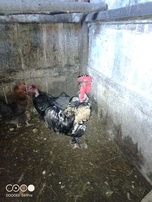 Продам кур домашних