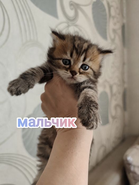 Британские котята