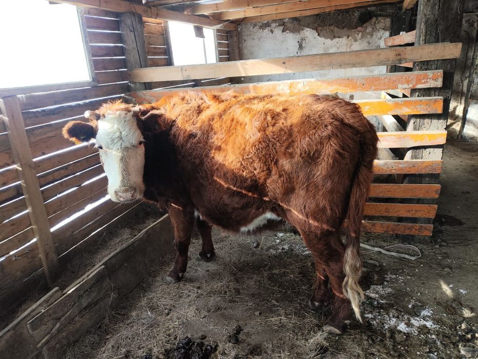 Продается корова