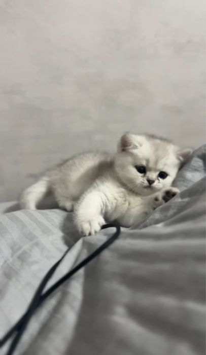 Британская белая шиншилла