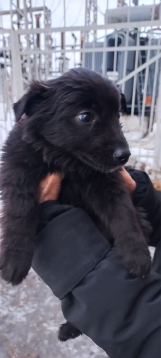 Щенки бесплатно