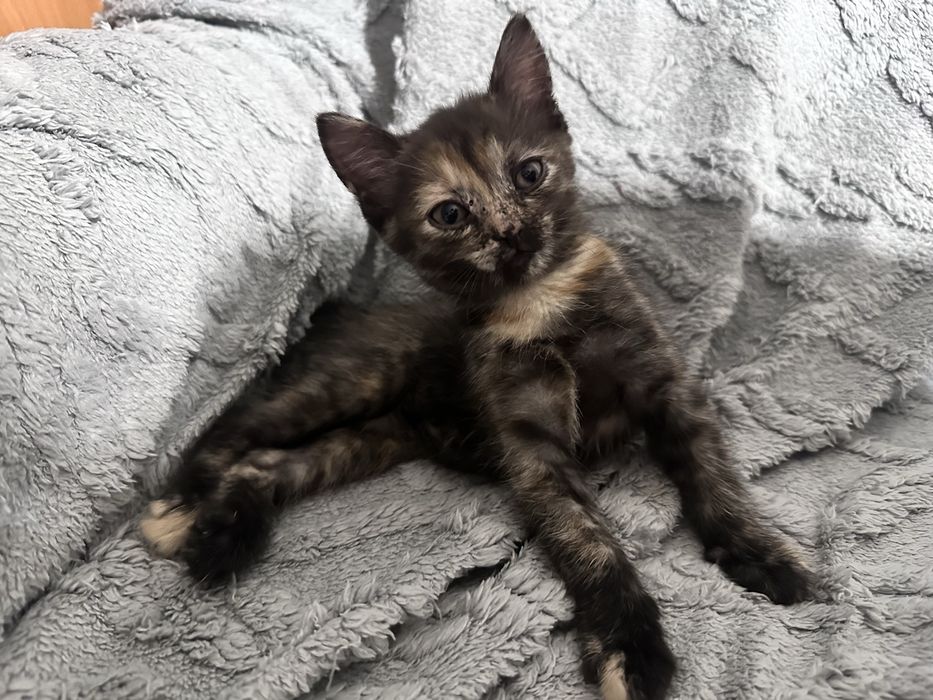 Котегок шотландской вислоухой кошки