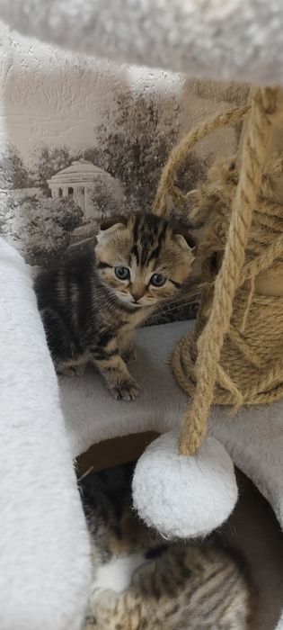 Продам  Шотландских котят