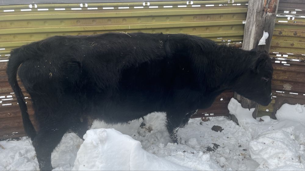 Ірі қара мал сатылады 5 бас Ангуст