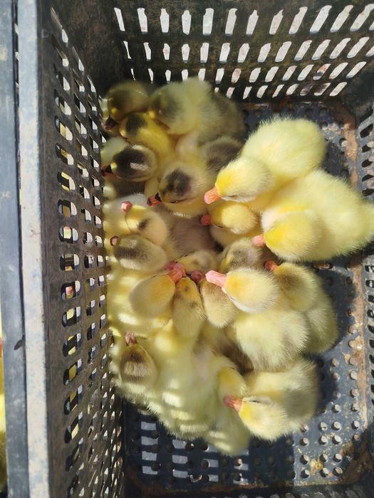 Гоз жужалари сотилади