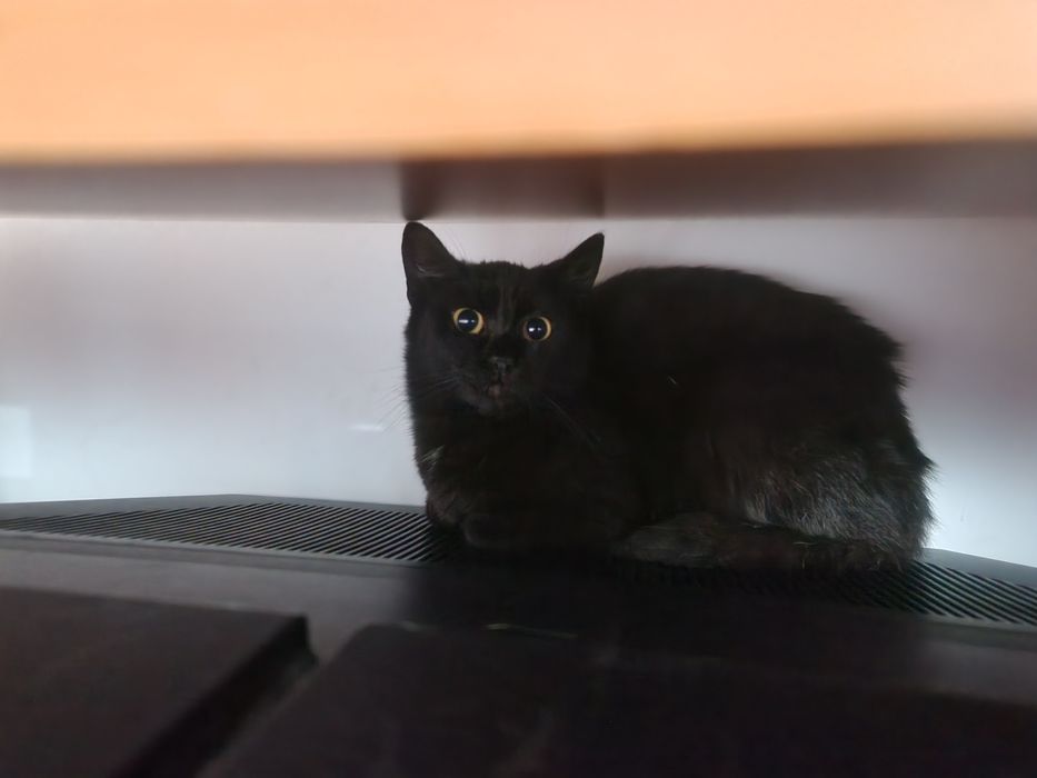 Adoptie pisica ( 2 pisici )