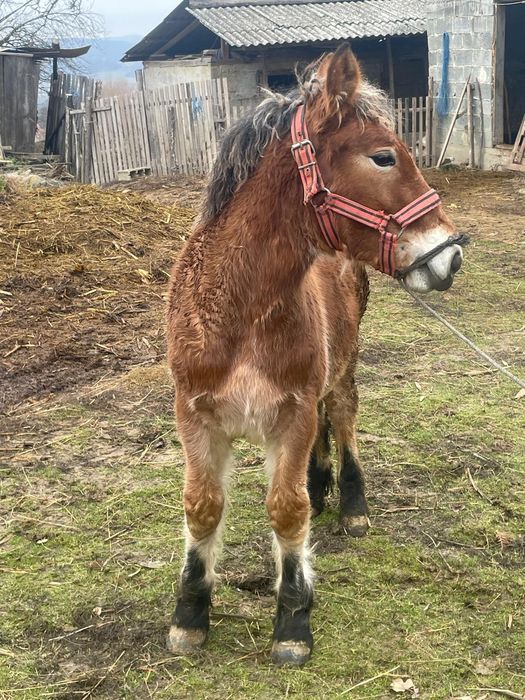 Vand o manza de 7 luni