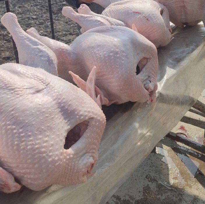 Курка индюшат Биг 6 уйда бокилган дон билан 1 кг- 50000 сум