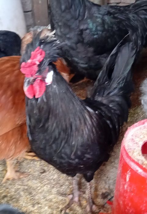 Cocosi tineri de rasă sau de taiat