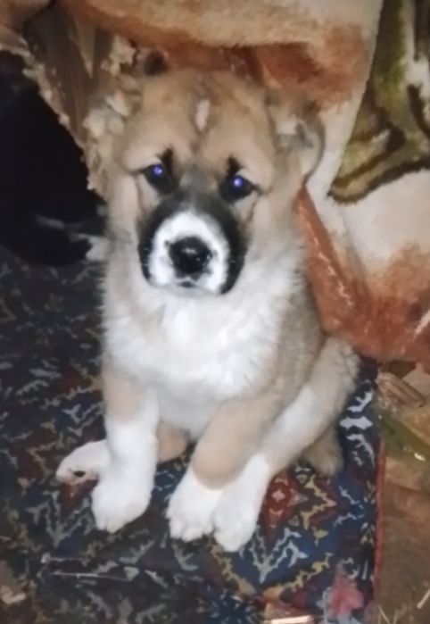 Кушык Ургашы 2айлык