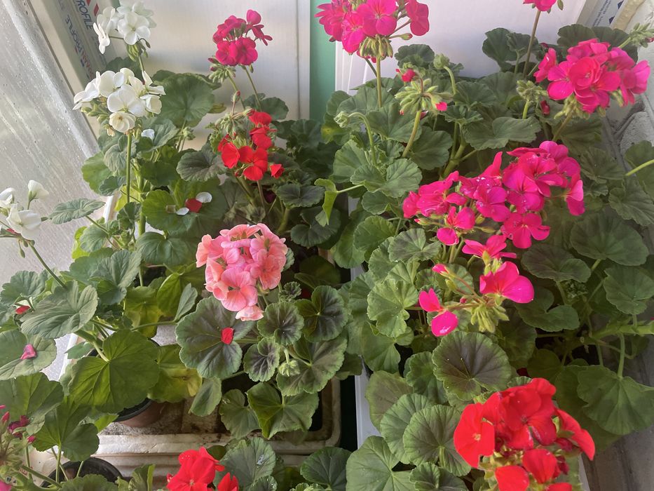 Герань - комнатное растение