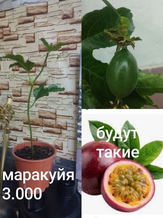 Комнатные растения