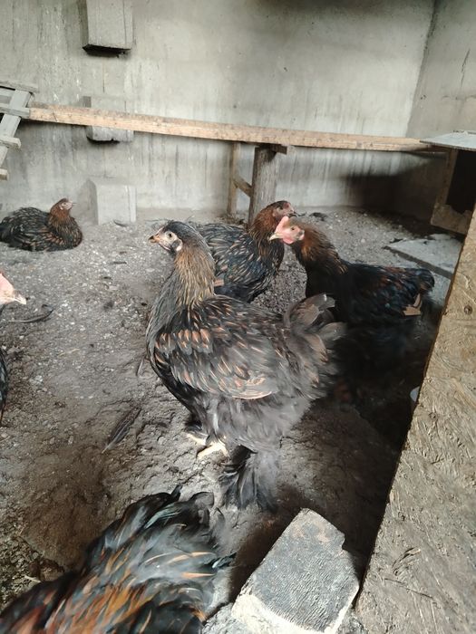Продам куры конхинхин