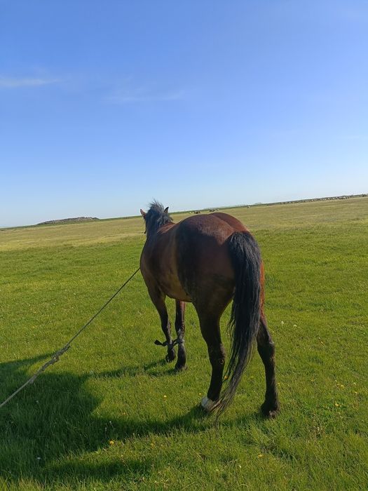 Iapă DE Vânzare  Bună