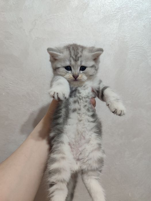 Mushuk bolasi sotiladi 2ta qoldi
