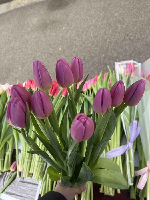 Продам тюльпаны по 650тг