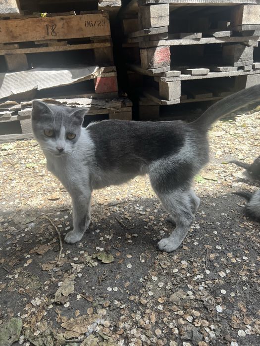 Ласковая кошка ищет дом