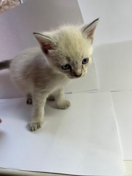 Котята бесплатно