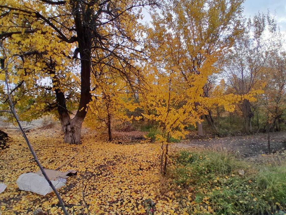 САЖЕНЦЫ. Көшеттер.