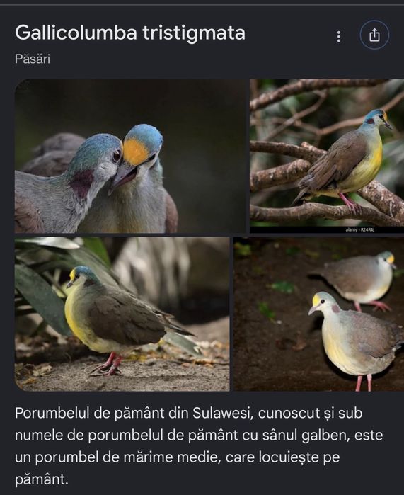 Porumbei/turturele exotice