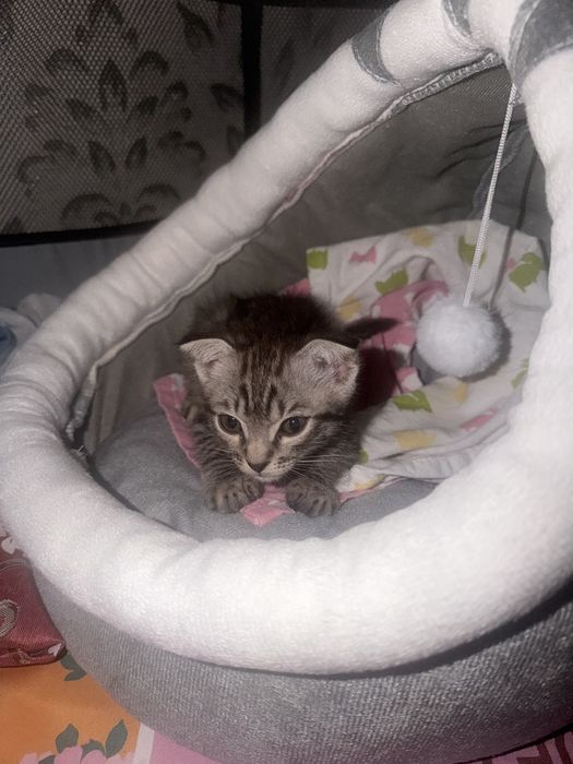 Котенок вислоухий