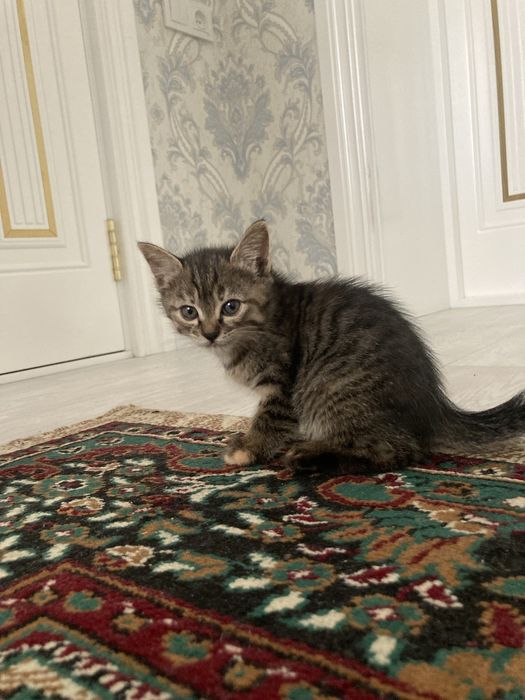 Отдам кошку в хорошие руки.