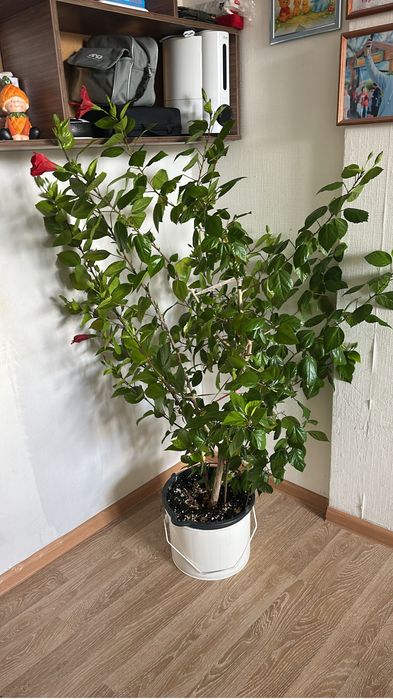 продам китаискую розу очень большая с бутонами