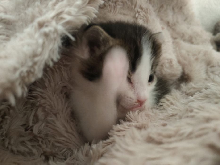 Отдаю котенка в добрые ручки