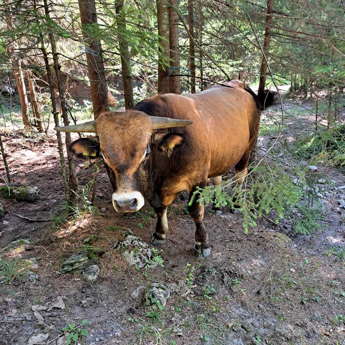 Tauras AUBRAC 18 luni