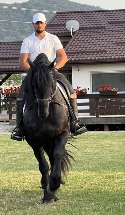 Armăsar Friesian Top Frizian