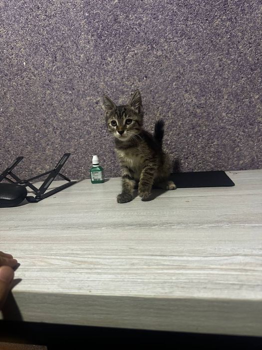 Бесплатно отдам в хорошие руки