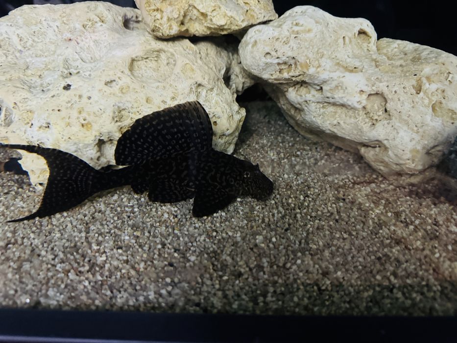 Продается Аквариум срочно