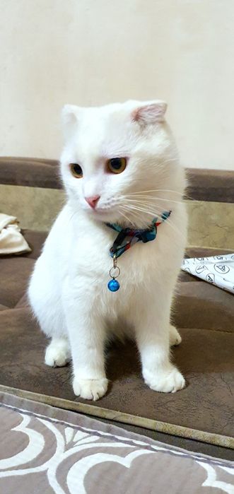 Мушук Скоттиш Фолд (красавчик) сотилади