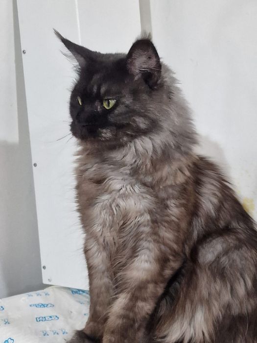 Кошечка Мейн - кун