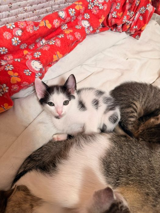 Котята домашнии.