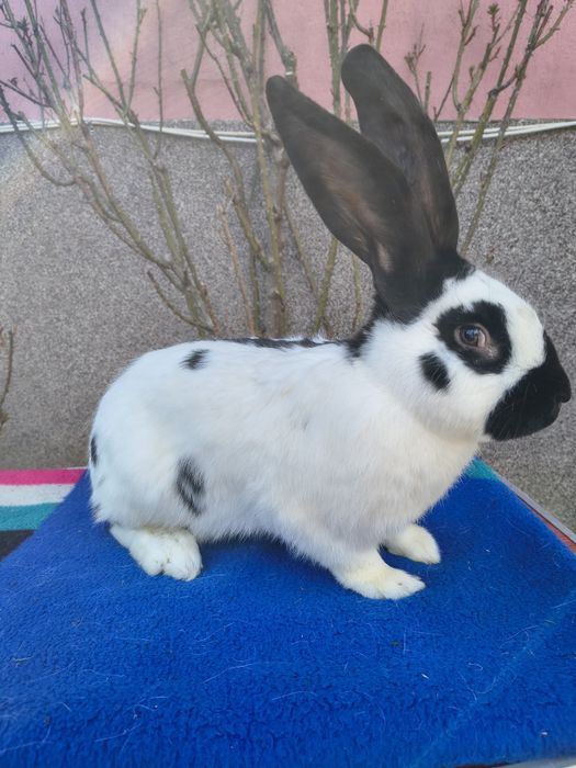 Mascul Pestriț German