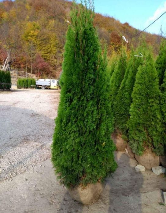 Vand tuia smarald, columnaris, leylandii, brabant,brazi,tei, mesteacan