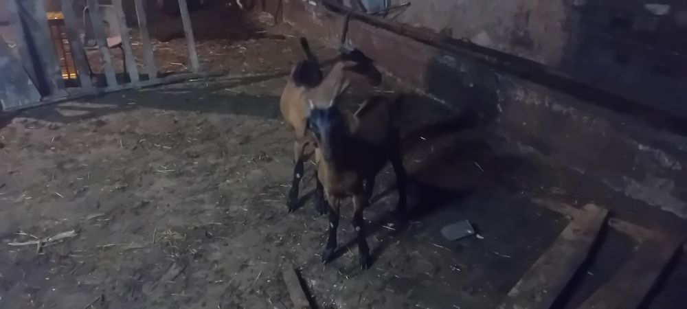 Vand  două ieduțe alpin francez