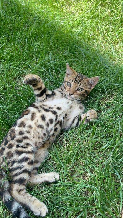 Toza zotdor Bengal mushuk bolalari sotiladi.