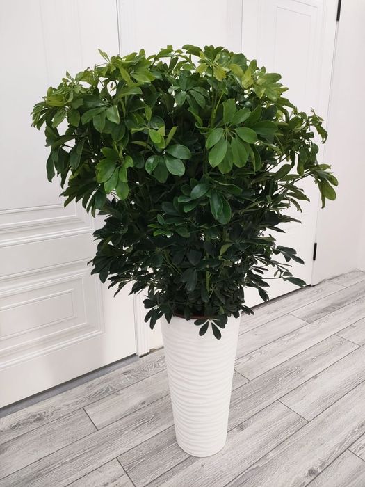 Растения для дома, офиса. Доставка возможна