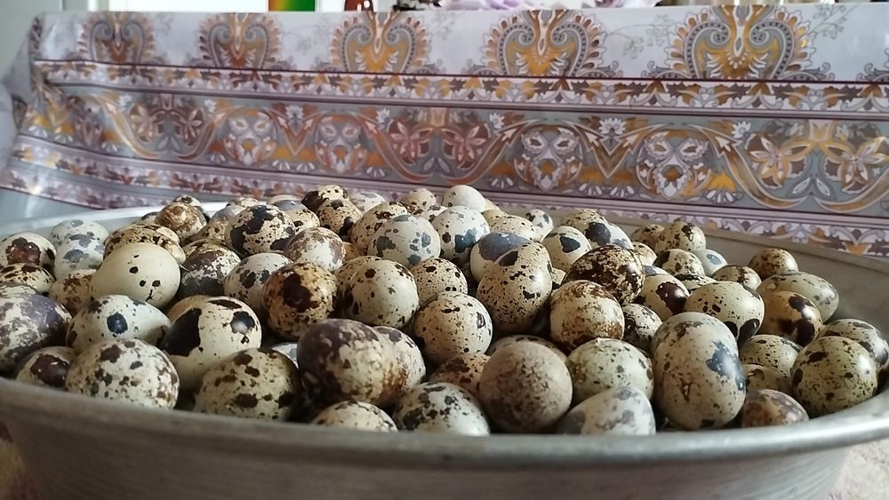 Бедана тухум, Bedana tuxum