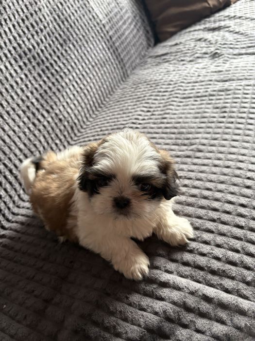 Vand pui shih tzu