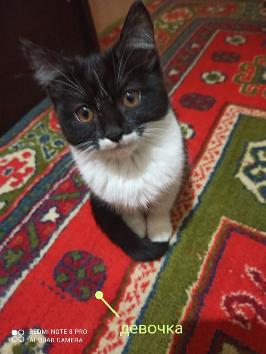 Срочно отдам котят в хорошие руки.